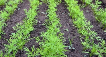 Jak a kdy zasadit kopr před zimou, aby byl velký